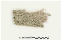 藏品(暖地泥炭苔)的圖片